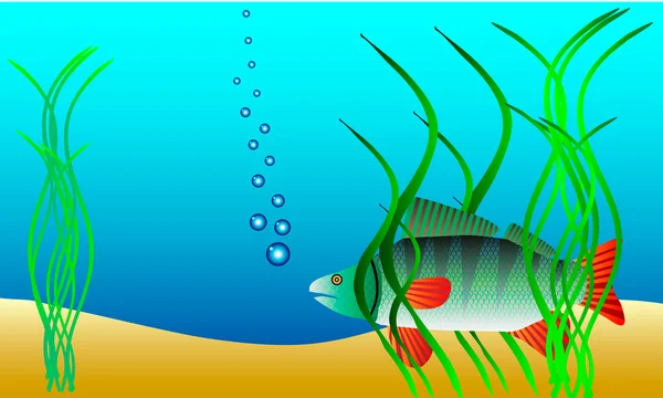 水下景观-鲈鱼在杂草中隐藏 — 图库矢量图片