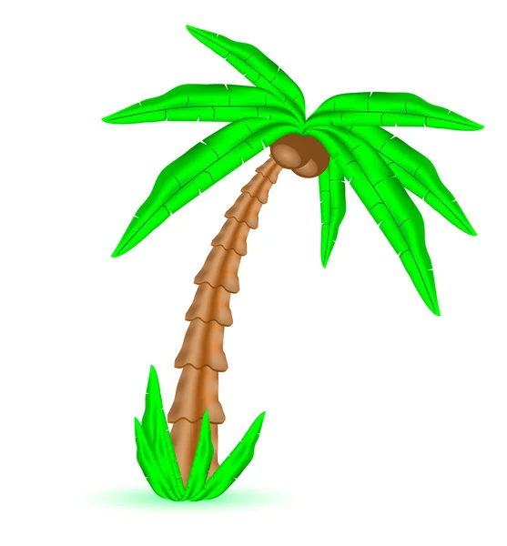 Palm tree — Stock Vector