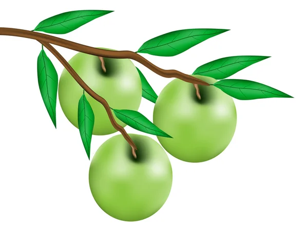 Pommes sur branche — Image vectorielle