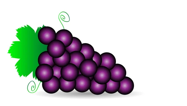 Violette Trauben — Stockvektor