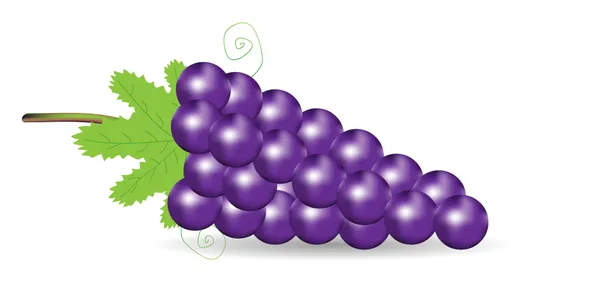 stock vector Purple grapes