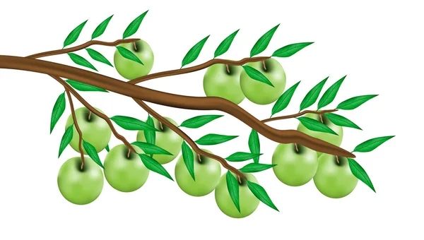 Apples on branch — Stock Vector