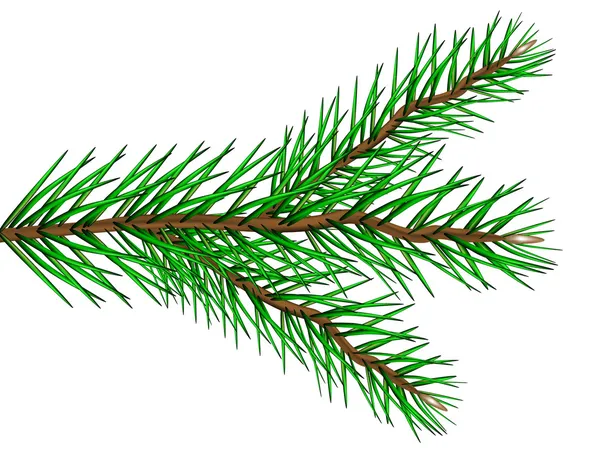 Fir tree branch — Stock Vector