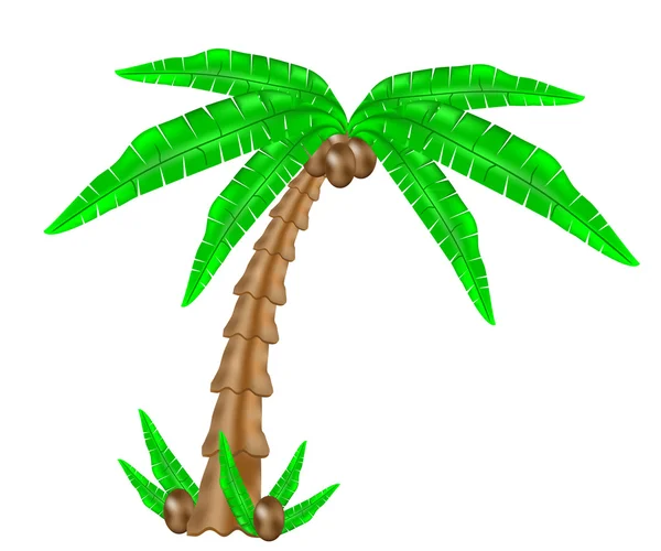 Palm tree — Stock Vector