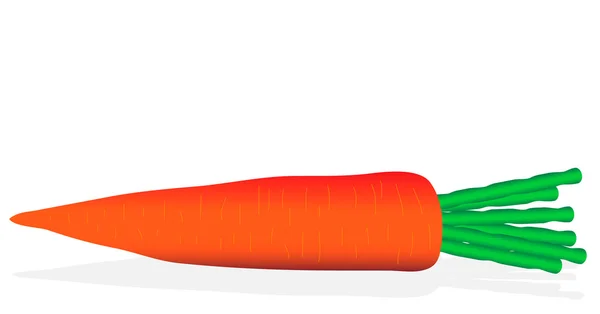 Морковь на белом — стоковый вектор
