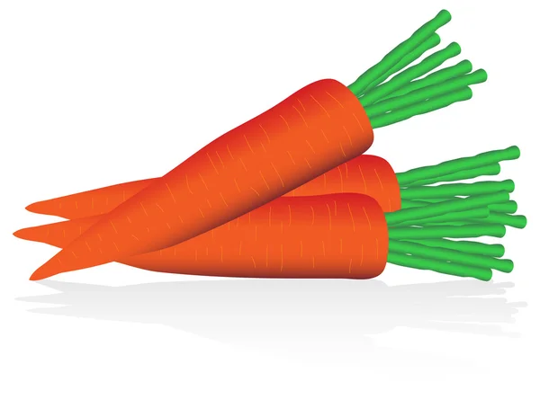 Морковь на белом — стоковый вектор