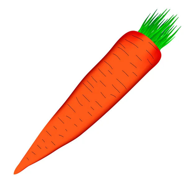 在白色的胡萝卜 — 图库矢量图片