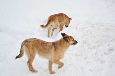 kar üstünde belgili tanımlık köpek yavrusu