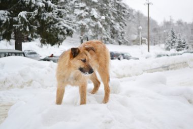 kar üstünde belgili tanımlık köpek yavrusu