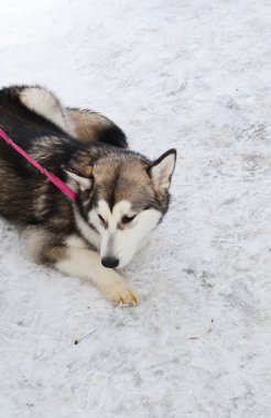 kar üstünde belgili tanımlık köpek