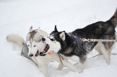 iki saldırgan köpek