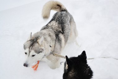 kar üstünde belgili tanımlık köpek