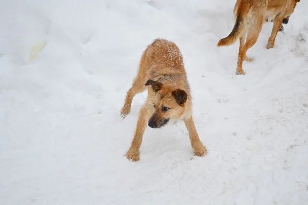 Het puppy in de sneeuw — Stockfoto