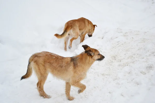 O cachorro na neve — Fotografia de Stock