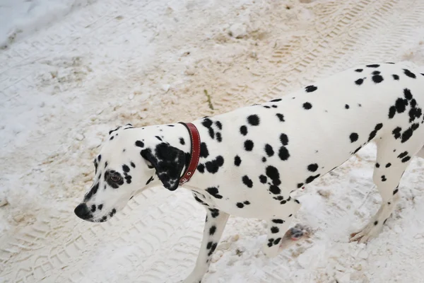 Dalmatische pup — Stockfoto