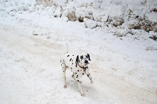 Dalmatische pup — Stockfoto