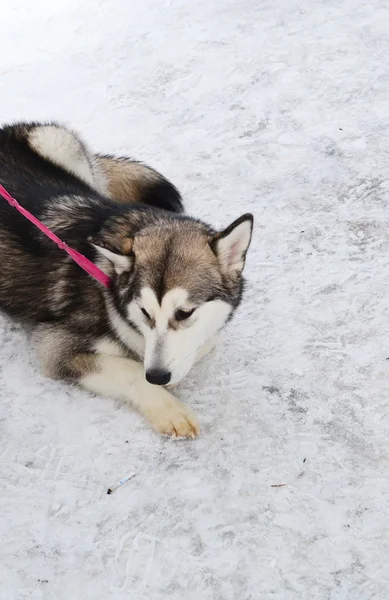 De hond in de sneeuw — Stockfoto