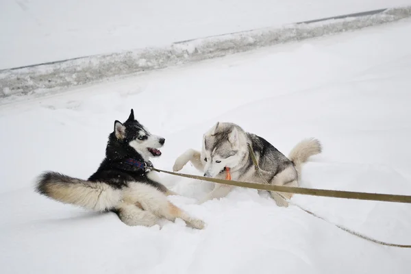 Dois cães brincando — Fotografia de Stock