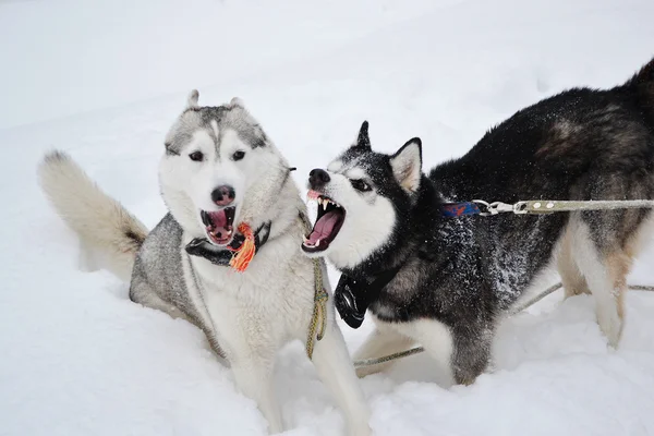 Due cani aggressivi — Foto Stock