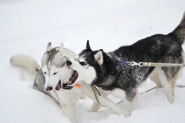 Twee agressieve honden — Stockfoto