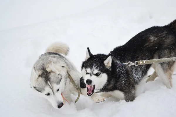 Zwei aggressive Hunde — Stockfoto