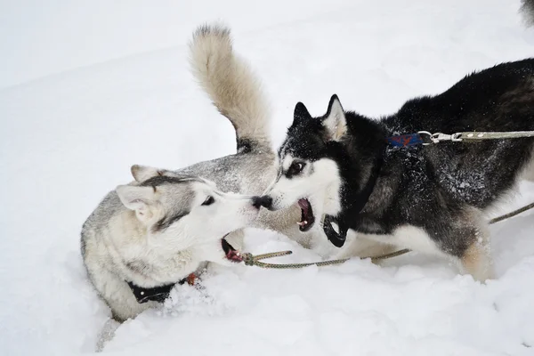 Dois cães agressivos — Fotografia de Stock