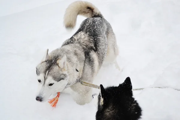 De hond in de sneeuw — Stockfoto