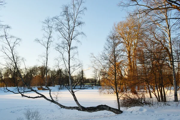 Зимовий парк — стокове фото