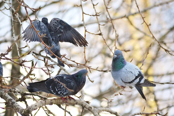 Doves on a branch in winter — Stock Photo, Image
