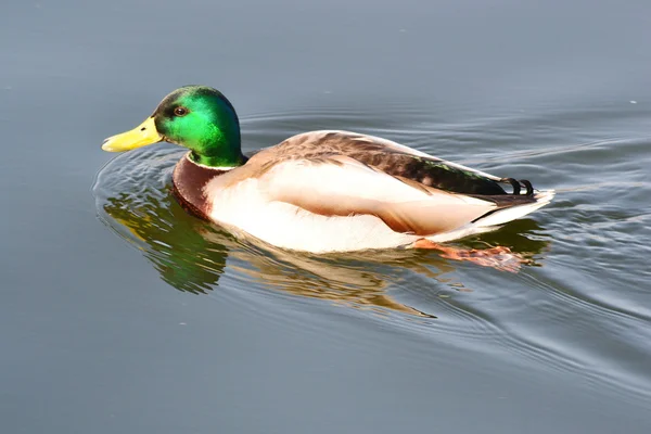The duck — Stock Photo, Image