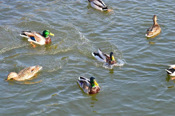 Os patos — Fotografia de Stock