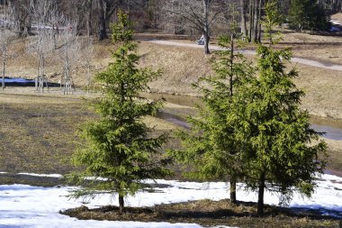 Park peyzaj