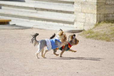 iki sevimli küçük yorkshire Terrier