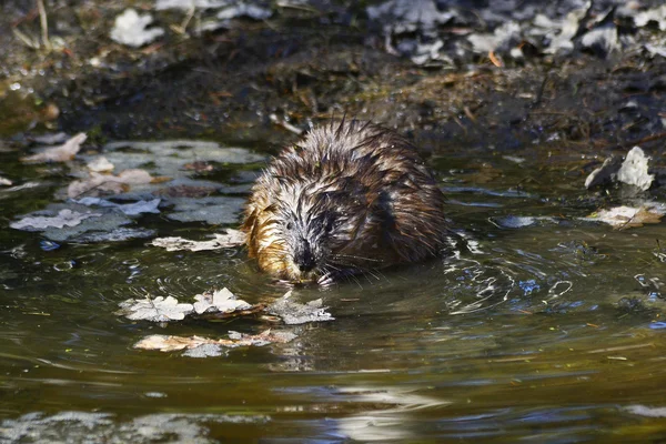 stock image Muskrat