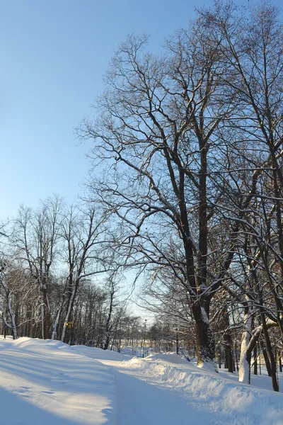 Зимняя аллея — стоковое фото