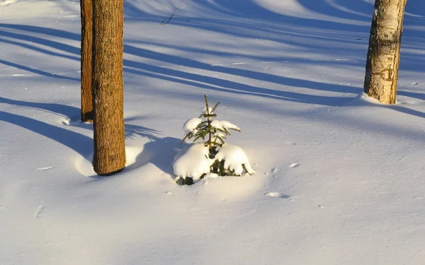 Bosque de invierno —  Fotos de Stock