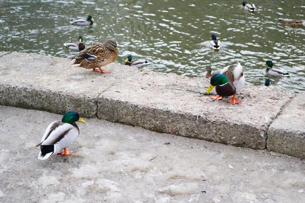 Los patos. — Foto de Stock