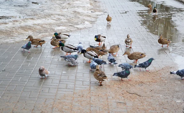 Pigeons and ducks — Stock Photo, Image
