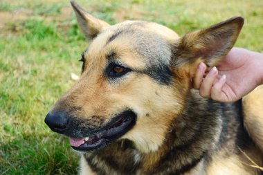 Şirin bir köpeğin portresi.