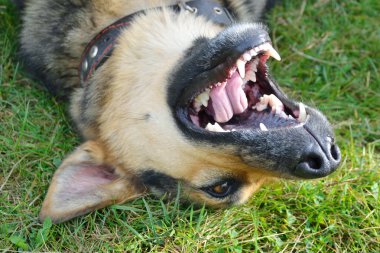 Şirin bir köpeğin portresi.