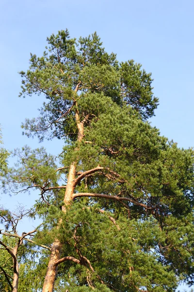 Sosna drzewo na tle nieba — Zdjęcie stockowe
