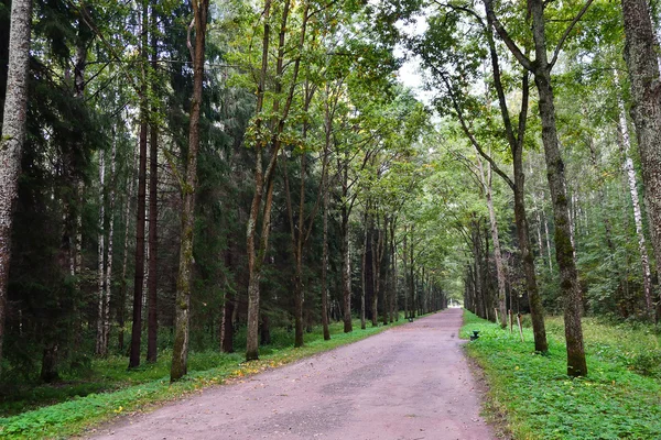 sokakta park, pavlovsk