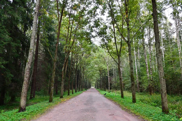 stock image Alley in park, Pavlovsk