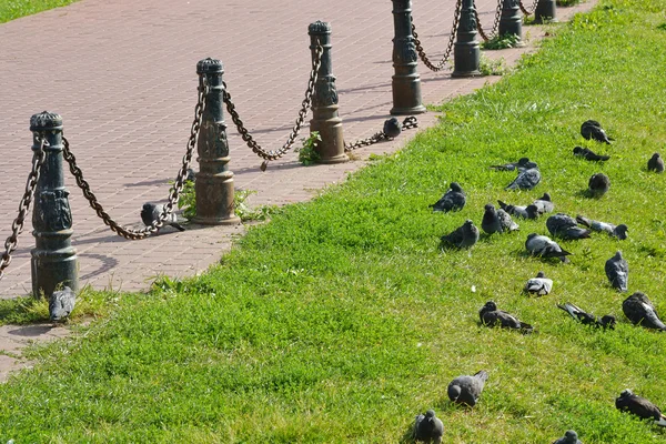 Pigeons on the grass — Stock Photo, Image