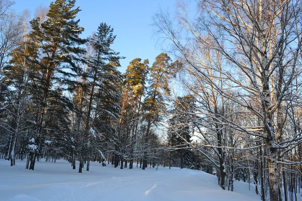 冬季景观 — 图库照片