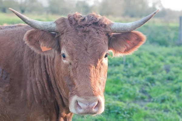 Close-up de vaca Salers — Fotografia de Stock