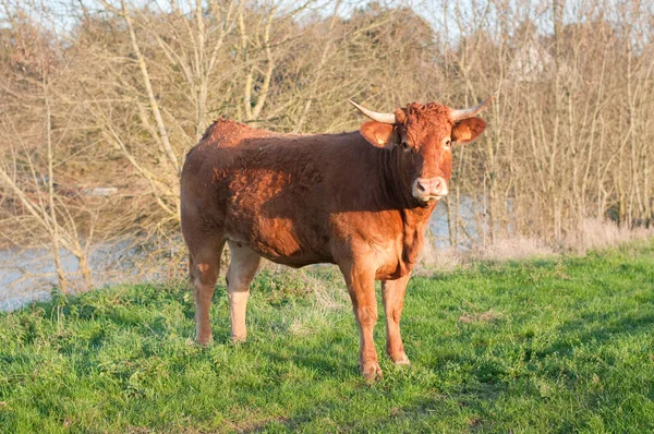 Salers Cow на западе Франции — стоковое фото
