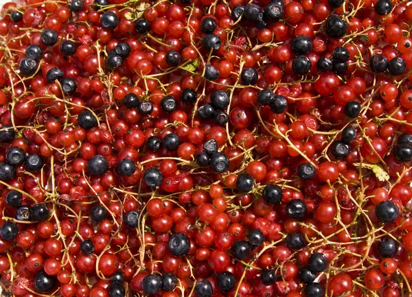 Coacăze roșii și afine — Fotografie, imagine de stoc