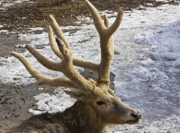 鹿、「デイヴィッドのシカの種類" — ストック写真