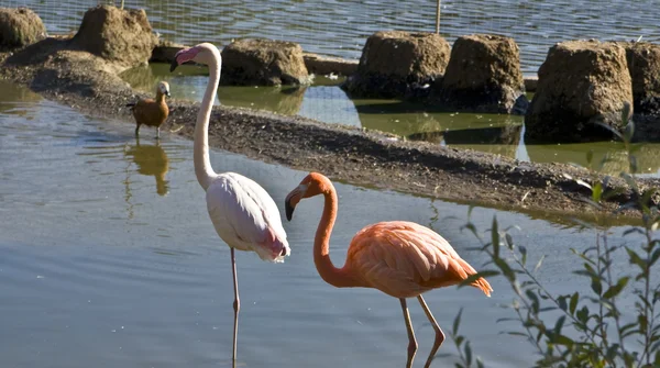 Dwa flamingo biały i różowy — Zdjęcie stockowe